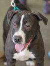Normand - ADOPTED 10.19.18