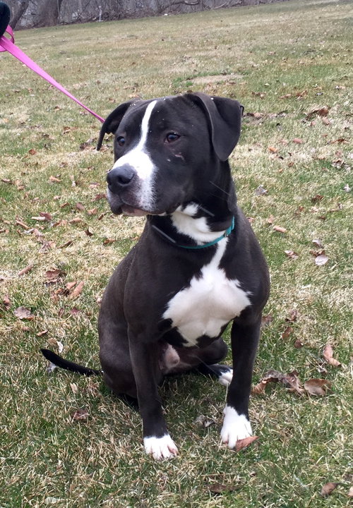 Normand - ADOPTED 10.19.18