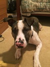 Maui (BC) - ADOPTED 08.18.18