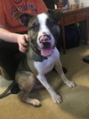 Maui (BC) - ADOPTED 08.18.18