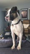 Maui (BC) - ADOPTED 08.18.18