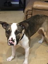 Maui (BC) - ADOPTED 08.18.18