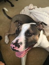 Maui (BC) - ADOPTED 08.18.18
