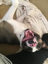 Maui (BC) - ADOPTED 08.18.18