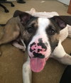Maui (BC) - ADOPTED 08.18.18