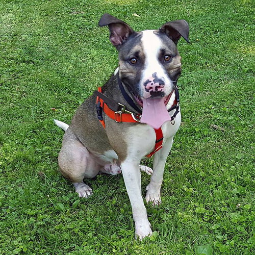 Maui (BC) - ADOPTED 08.18.18