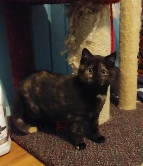 Freckles - ADOPTED 02.10.18