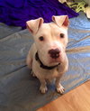 Qr Litter Rihanna (Mom) - ADOPTED 05.20.18