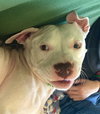 Qr Litter Rihanna (Mom) - ADOPTED 05.20.18