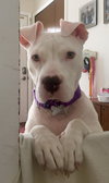 Qr Litter Rihanna (Mom) - ADOPTED 05.20.18