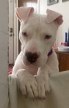 Qr Litter Rihanna (Mom) - ADOPTED 05.20.18