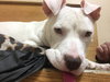 Qr Litter Rihanna (Mom) - ADOPTED 05.20.18
