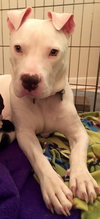 Qr Litter Rihanna (Mom) - ADOPTED 05.20.18