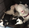 Qr Litter Rihanna (Mom) - ADOPTED 05.20.18