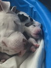 Qr Litter Rihanna (Mom) - ADOPTED 05.20.18