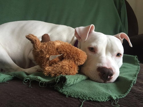 Qr Litter Rihanna (Mom) - ADOPTED 05.20.18