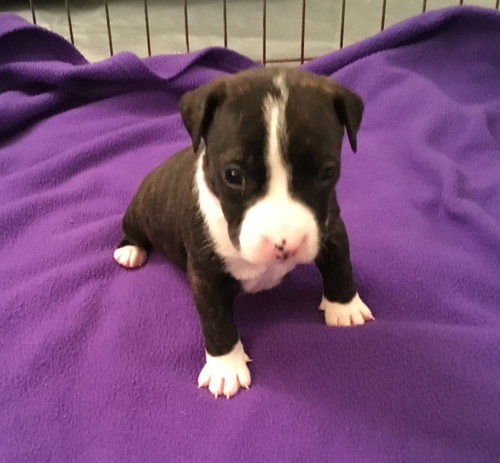 Qr Litter Pdiddy - ADOPTED 03.08.18