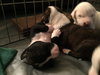 Qr Litter Pdiddy - ADOPTED 03.08.18