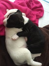 Qr Litter Pdiddy - ADOPTED 03.08.18