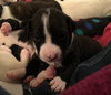 Qr Litter Pdiddy - ADOPTED 03.08.18