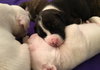 Qr Litter Pdiddy - ADOPTED 03.08.18