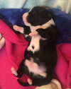 Qr Litter Pdiddy - ADOPTED 03.08.18