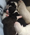 Qr Litter Pdiddy - ADOPTED 03.08.18
