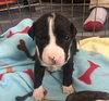 Qr Litter Pdiddy - ADOPTED 03.08.18