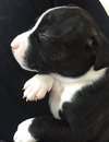 Qr Litter Pdiddy - ADOPTED 03.08.18