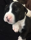 Qr Litter Pdiddy - ADOPTED 03.08.18