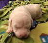 Qr Litter Usher - ADOPTED 03.14.18