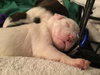 Qr Litter Usher - ADOPTED 03.14.18