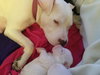 Qr Litter Usher - ADOPTED 03.14.18