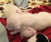 Qr Litter Usher - ADOPTED 03.14.18