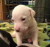 Qr Litter Usher - ADOPTED 03.14.18