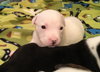 Qr Litter Usher - ADOPTED 03.14.18