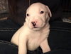 Qr Litter Usher - ADOPTED 03.14.18