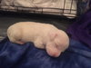Qr Litter Usher - ADOPTED 03.14.18