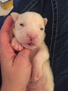 Qr Litter Usher - ADOPTED 03.14.18