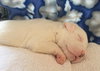 Qr Litter Usher - ADOPTED 03.14.18