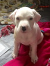 Qr Litter Usher - ADOPTED 03.14.18