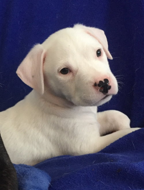 Qr Litter Usher - ADOPTED 03.14.18