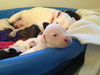 Qr Litter Tupac - ADOPTED 03.08.18