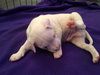 Qr Litter Tupac - ADOPTED 03.08.18
