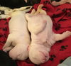 Qr Litter Tupac - ADOPTED 03.08.18