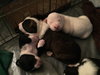 Qr Litter Tupac - ADOPTED 03.08.18