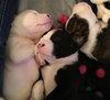 Qr Litter Tupac - ADOPTED 03.08.18