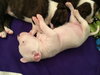 Qr Litter Tupac - ADOPTED 03.08.18