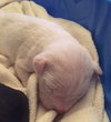 Qr Litter Tupac - ADOPTED 03.08.18