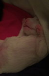 Qr Litter Tupac - ADOPTED 03.08.18